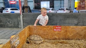 веселье в Паттайе