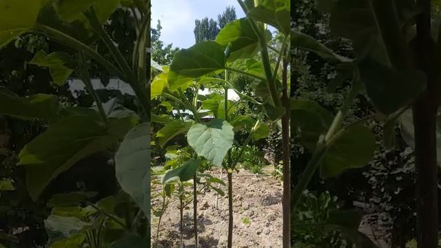 Павловния дарагы менен оорудум. смотреть онлайн