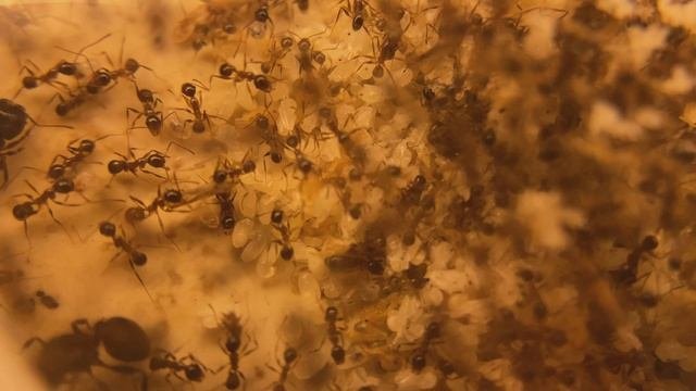 Pheidole Noda