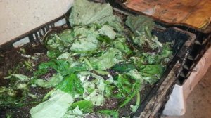 Добавил немного огуречной ботвы.