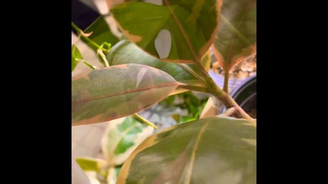 What causes variation in plants?! смотреть онлайн