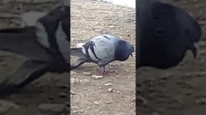 Голуби воркуют