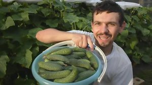 ДАЧНЫЙ ВЛОГ УРОЖАЙНЫЙ ОГОРОД, СОБРАЛ ПОЛНОЕ ВЕДРО СВЕЖИХ ОГУРЦОВ СОРТ ФОРСАЖ, 16.08.2019