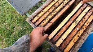 ✅Весенний отводок пчёл месяц не смотрел! #3 Перед липой расширяю вторым корпусом!