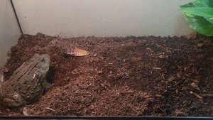 african bull frog eating 4 Madagascar Hissing cockroaches