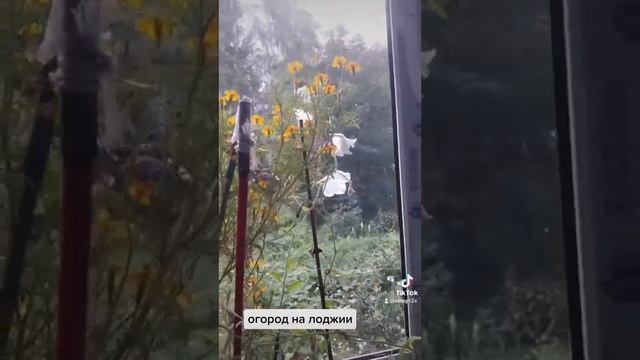 огород на лоджии смотреть онлайн