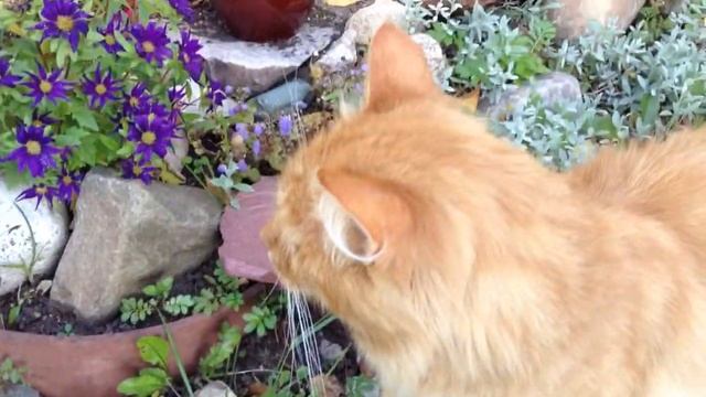 Теплый день сентября. Мои любимые кошки. смотреть онлайн