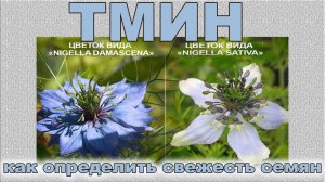 Чёрный тмин