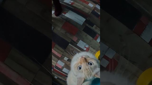 кот МУРЗЛИК Дикая кошка ПИРАМИДА и ЛЁШКА кошка смотреть онлайн