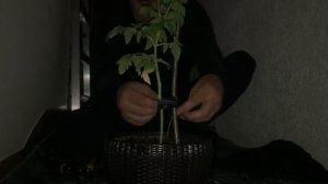 Подвязка балконных помидор