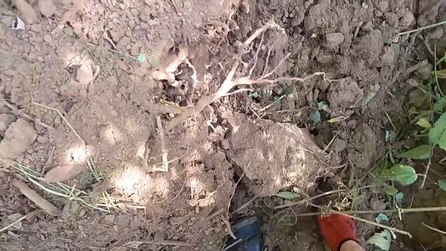☼ТУТ КРУГОМ ОДНИ СБРОСЫ►  —  ПОИСКИ МЕТАЛЛА У СТАРОЙ ДЕЛЯНКИ (Часть 1)