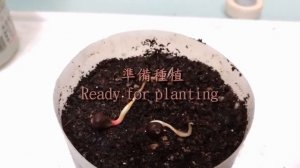 Antigonon leptopus seed germination fast 珊瑚藤快速发芽