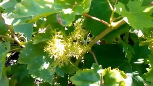 Обработка винограда  после цветения