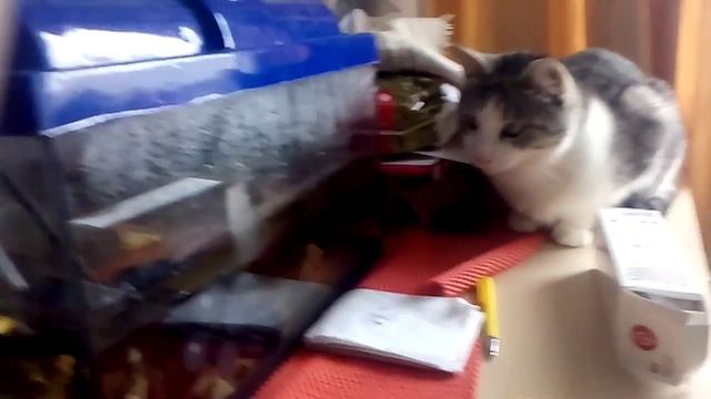 Катя смотреть онлайн