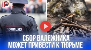 Штраф или тюрьма за валежник? Узнайте, как не попасть в беду в лесу!