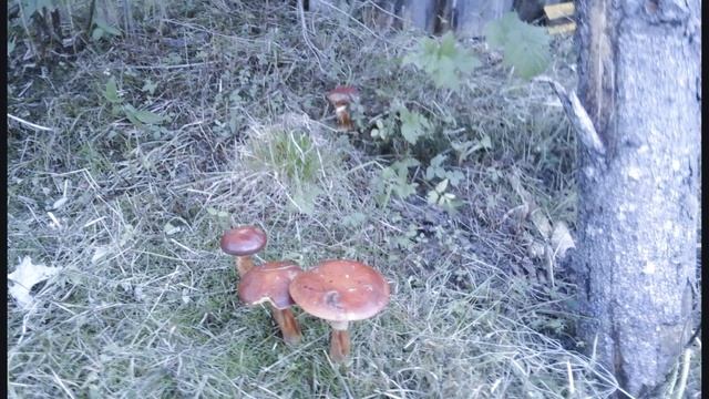 Дачные цветы смотреть онлайн