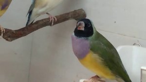 самка амадины гульда