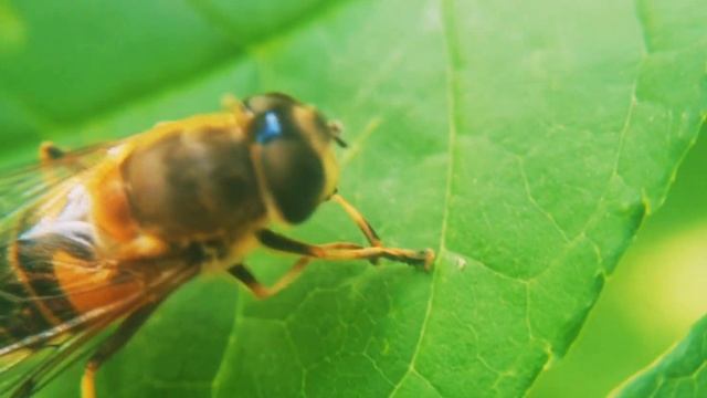 Eristalis tenax, Ильница цепкая, или ильница обыкновенная смотреть онлайн