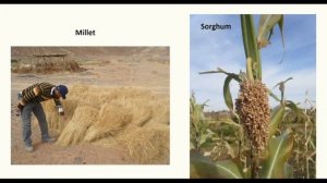 Desert in a Bottle : An Archaeobotanist in the Central Sahara | Anita Radini