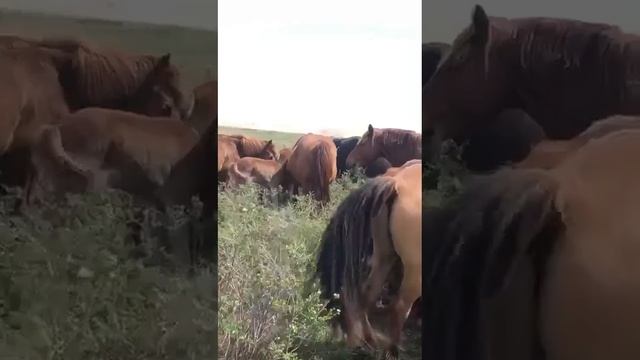 #Horses mating#Жеребец«Гром» Весна2020!Казахские Лошади Кабинского типа! Kazakh Horses🐎