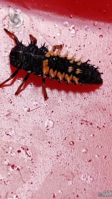 Greater Lady Beetles Larve Beat смотреть онлайн