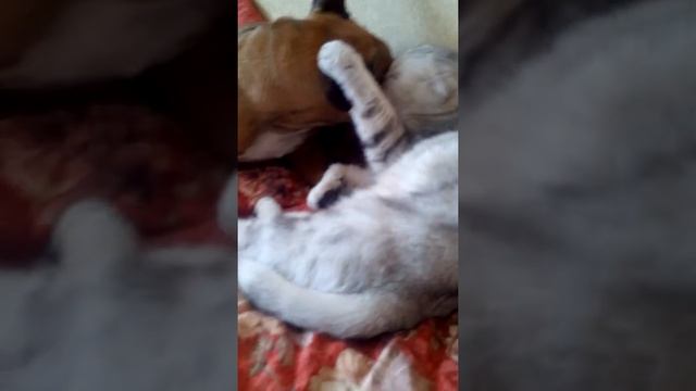 Французский бульдог Леля и кошка Боня! Любовь!) смотреть онлайн