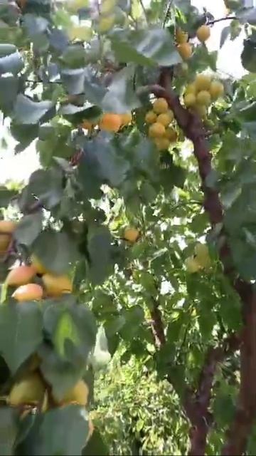 Абрикос Сверхранний Жванецкий. Июнь 2022г. смотреть онлайн