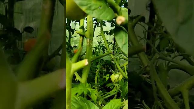 Выращивание сахарного Сорго,помидоров и огурцов в теплице смотреть онлайн