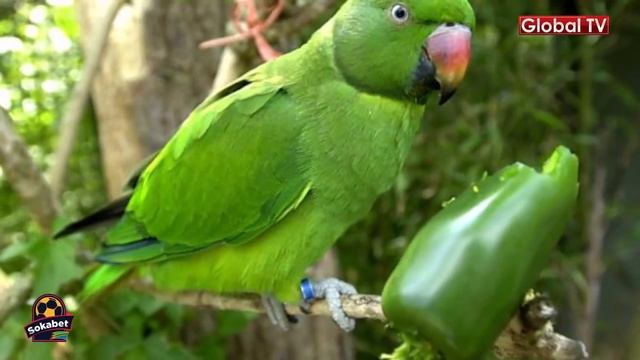 FRED KRUEGER: KASUKU Aliyewatoroka WEZI! смотреть онлайн