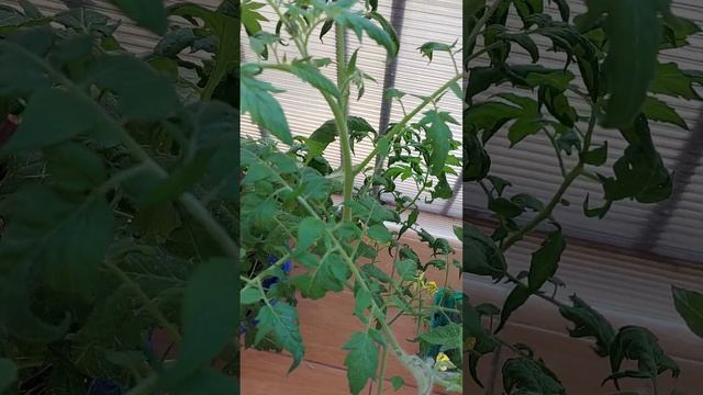 17 ноября 2022 г. смотреть онлайн