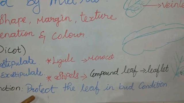 11 Bio-Botany vegetative morphology-leaf part-3 смотреть онлайн