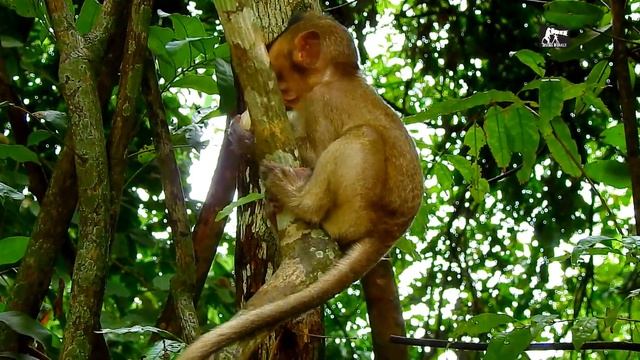 MG! My princess Lola screaming loud angry with little monkey Bree dragging her смотреть онлайн