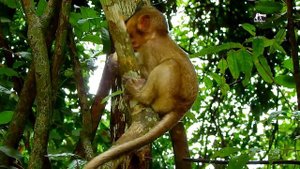 MG! My princess Lola screaming loud angry with little monkey Bree dragging her