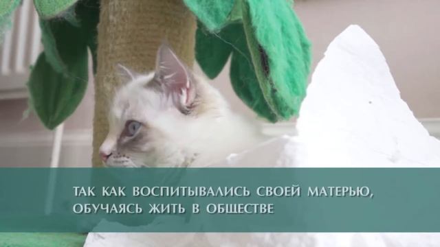 Несколько секретов личности вашего кота
