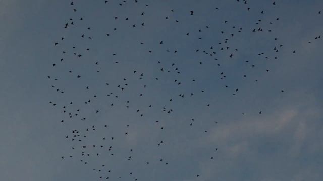 «Не одна во поле дорожка» | Фильм-концерт «Век благозвучия» смотреть онлайн