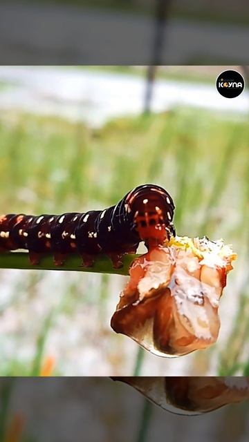 The Lily Moth or lily caterpillar #wildlife #insects #disney #larva #reels #nature #trending #movie смотреть онлайн