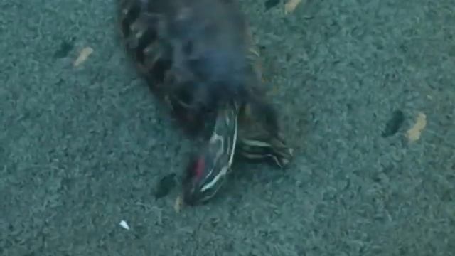 Красноухая черепаха-акробат.mpeg смотреть онлайн