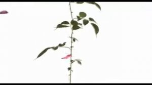 Paul Smith Rose by Paul Smith