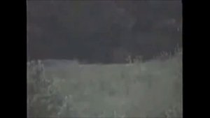 Топ 11 скримеров
