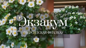 ЭКЗАКУМ (ПЕРСИДСКАЯ ФИАЛКА) ОТ ПОСЕВА ДО ЦВЕТЕНИЯ