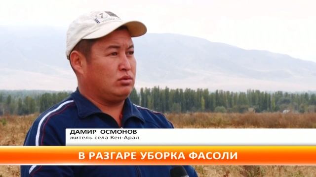 В Таласской области на 80 процентов завершена уборка фасоли смотреть онлайн