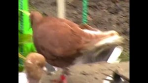 НИКОЛАЕВСКИЕ - ГОЛУБИ  " РАЗНОЙ МАСТИ " ..07..2019