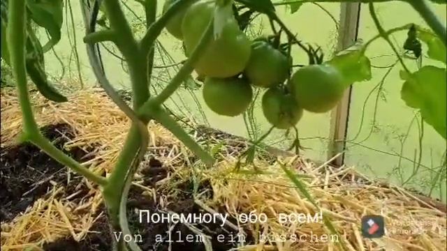 @ Germania!Томаты в теплице!Растут и плодоносят !Часть Вторая ! смотреть онлайн