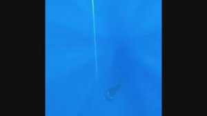 Saltfree Divers in Dahab