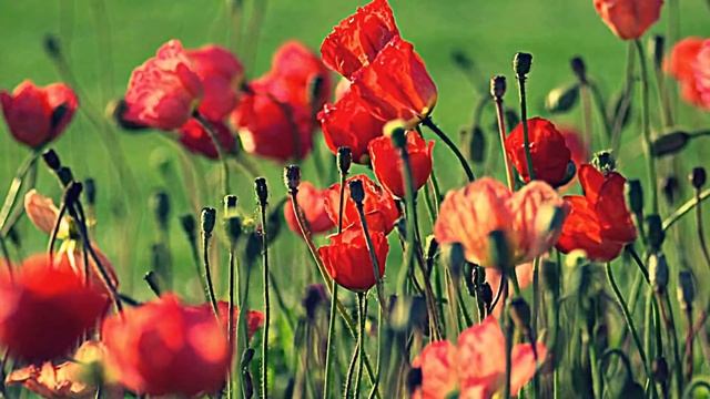 Люблю природу русскую (Лето) - 2015 год. 23 марта. смотреть онлайн