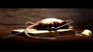 Реклама сыра Чеддер