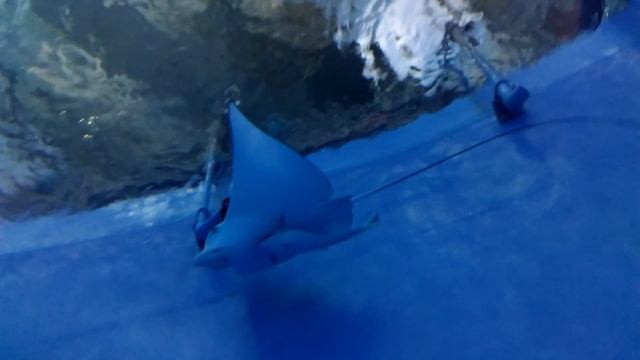 Приморский океанариум Скат и прилипала 26 смотреть онлайн