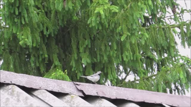 Трясогузка носит пищу птенцам