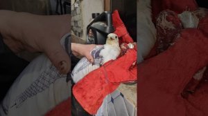 Вот так кусь кусь наша курочка чайка