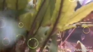 клип песни ,,А я рыба,,